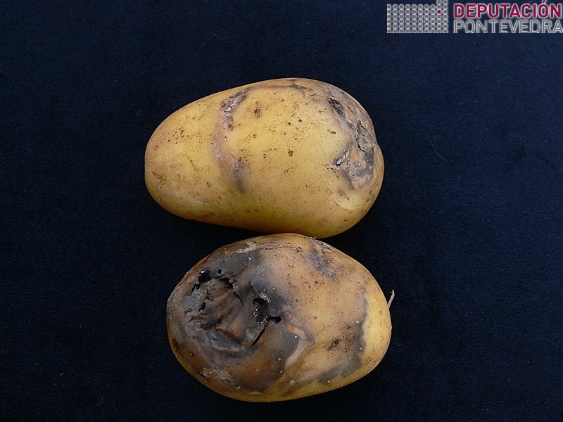 Polilla de la patata - Potatoe Moth - Couza da Pataca >> Patatas daños P. operculella pudricion posterior.jpg